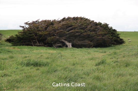 0966 catlins coast