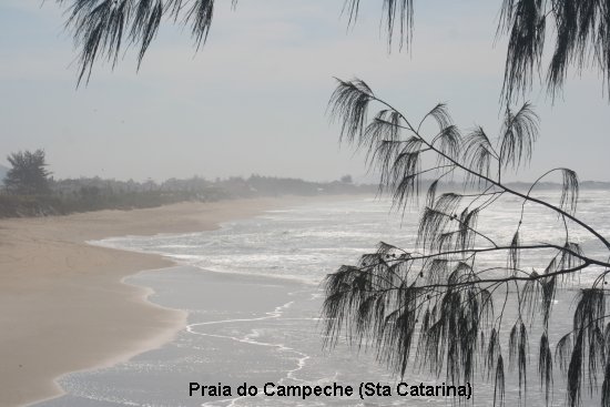206_praia_do_campeche.jpg