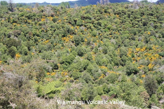 2545 waimangu volcanic valley